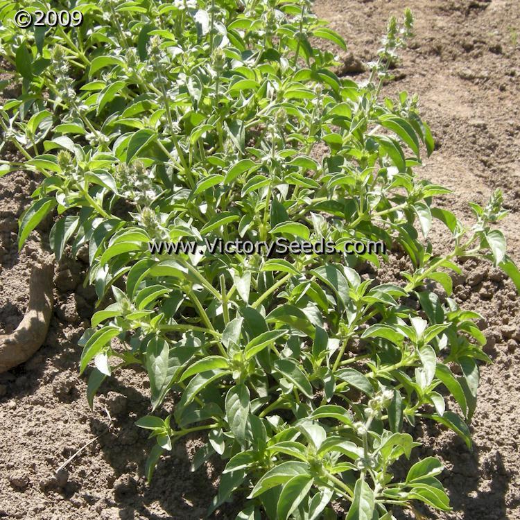 Basil, Lemon