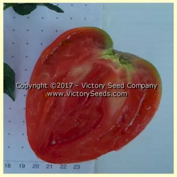 Yugo Roze Tomato