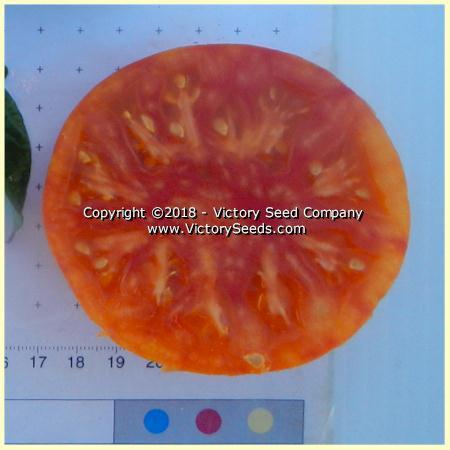 Dwarf Confetti Tomato