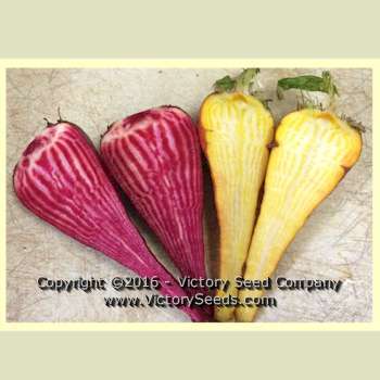 Three Root Grex Beet