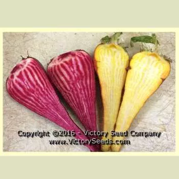 Three Root Grex Beet