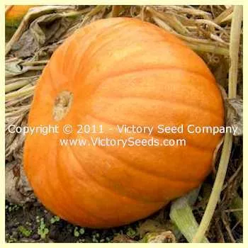 Kustovaya Oranzhevaya Pumpkin