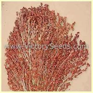 Red Broom Corn (Sorghum)