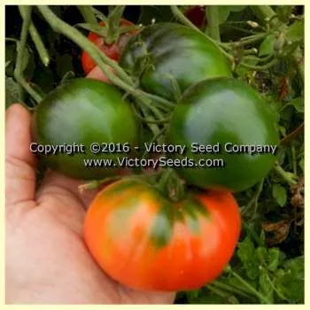 Gill's Red Heart Tomato