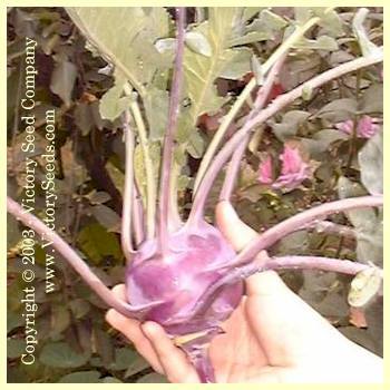 Blue Delicatesse Kohlrabi