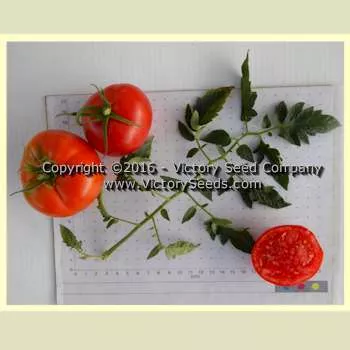 Riverside Tomato