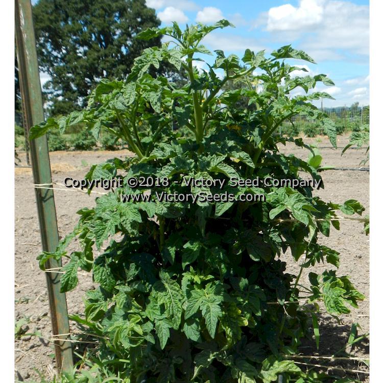 Dwarf Pink Opal Tomato