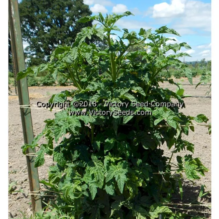 Dwarf Pink Opal Tomato