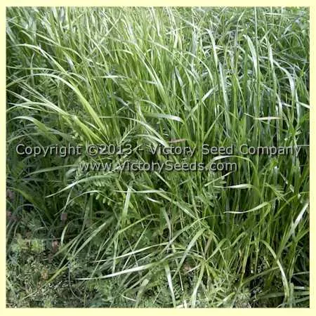 Ryegrass, Annual