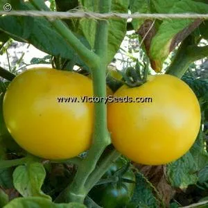 Barossa Fest Tomato