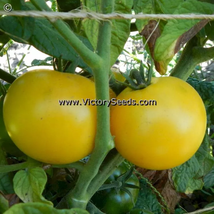 Barossa Fest Tomato