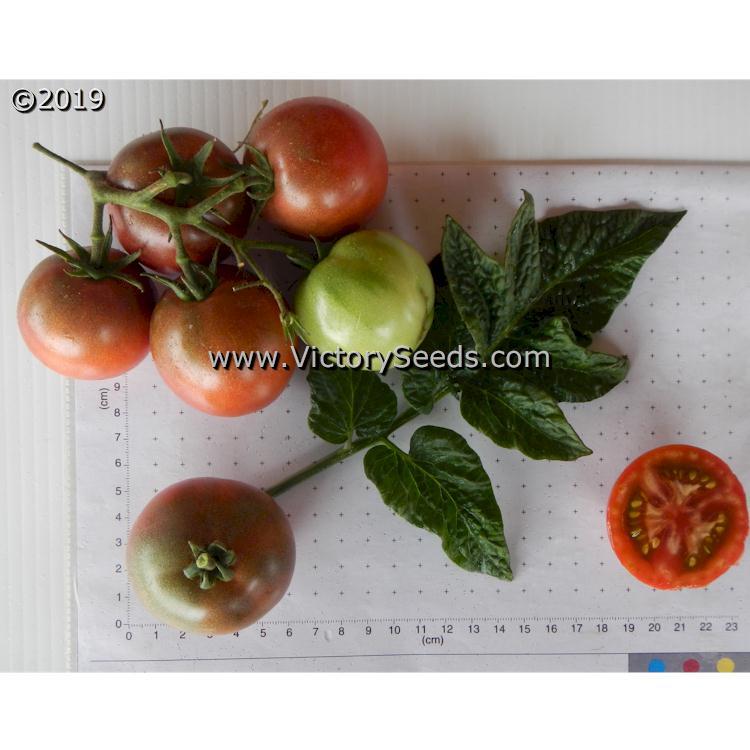 Dwarf Hazy's Dream Tomato
