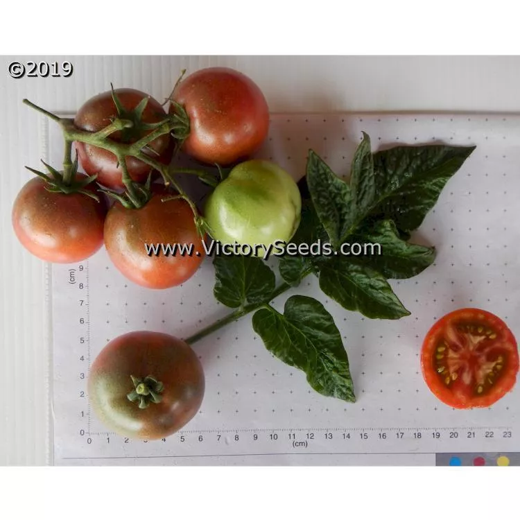 Dwarf Hazy's Dream Tomato