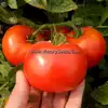 Siletz Tomato