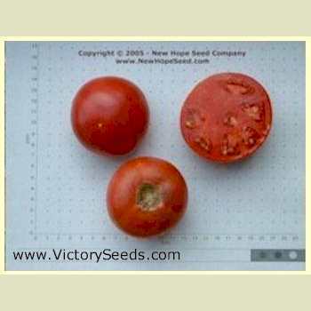 Burpee's Trucker's Favorite Tomato