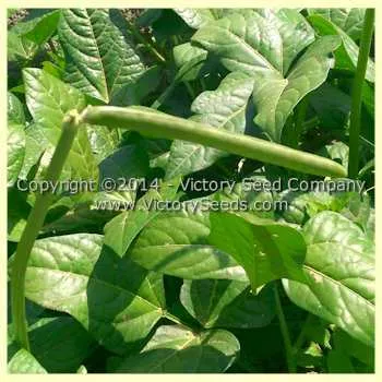 Zipper Cream Southern Pea