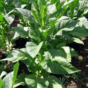 PYKY 171 Tobacco