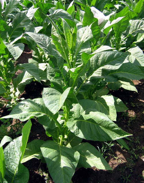 PYKY 171 Tobacco