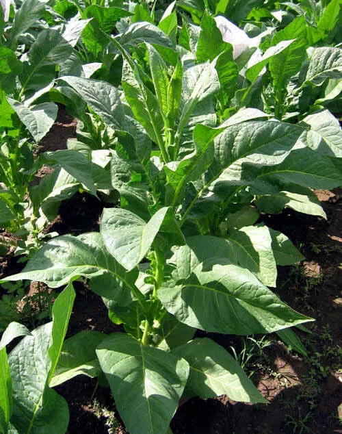 PYKY 171 Tobacco