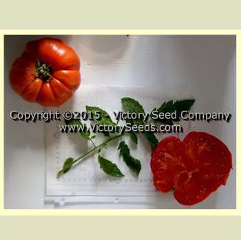 Improved Colossal Red Tomato