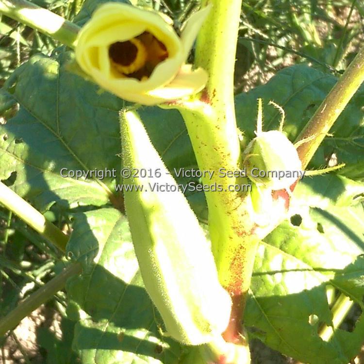 Mama Payton's Okra