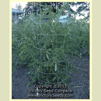 Victory Tomato