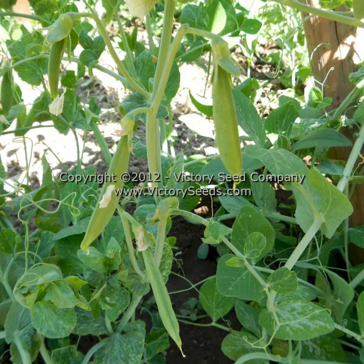 Sugar Snap Pea