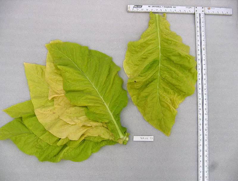 Virginia 116 Tobacco