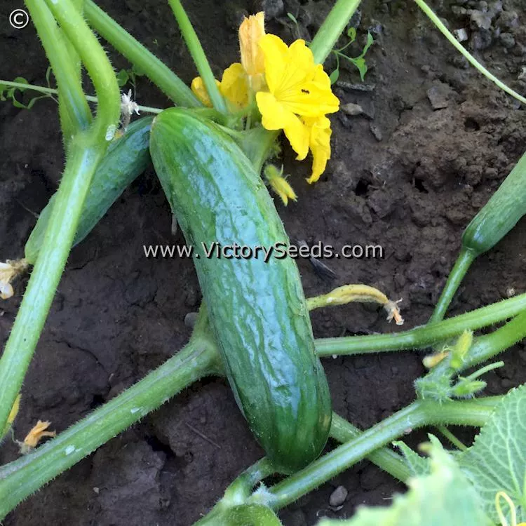 Tendergreen Burpless Cucumber
