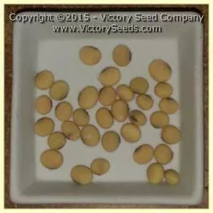 Kodaizu Soybean