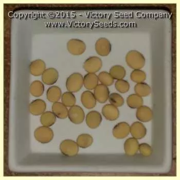 Kodaizu Soybean