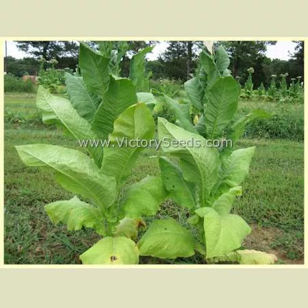 Silver Dollar Tobacco