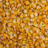 Hickory King Yellow Dent Corn
