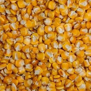Hickory King Yellow Dent Corn