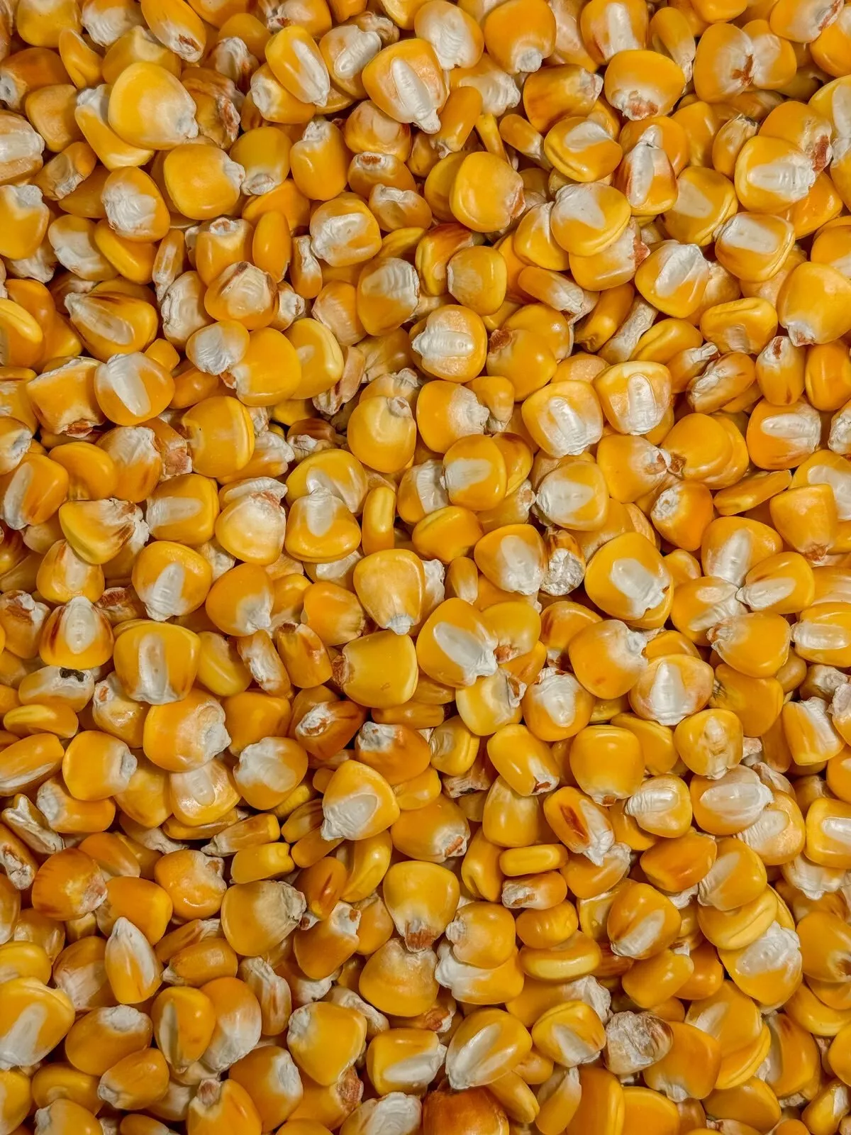 Hickory King Yellow Dent Corn