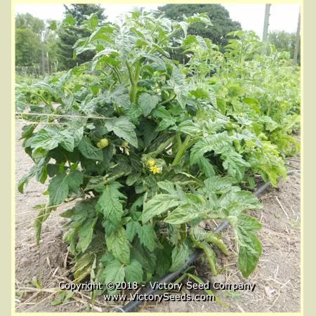 Dwarf Andy's Forty Tomato