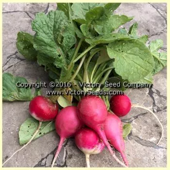 Easter Egg Blend Radish
