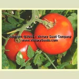 Chalk's Early Jewel Tomato