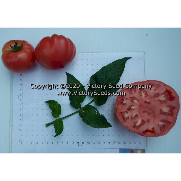 Dwarf Zoe's Sweet Tomato