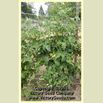 Dwarf Crimson Sockeye Tomato