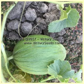 Tendral Verde Tardif Melon