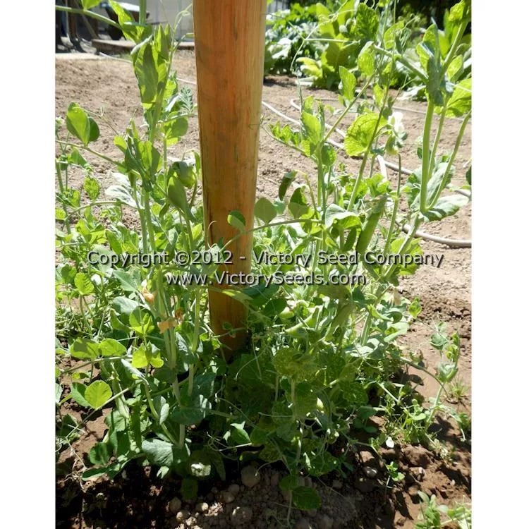 Sugar Snap Pea