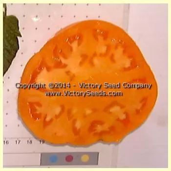 Orange Heirloom Tomato