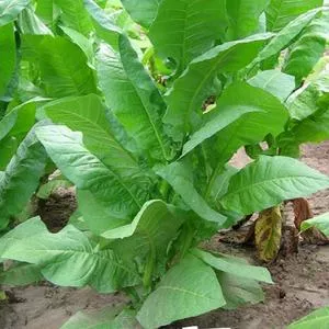 Havana 608 Tobacco