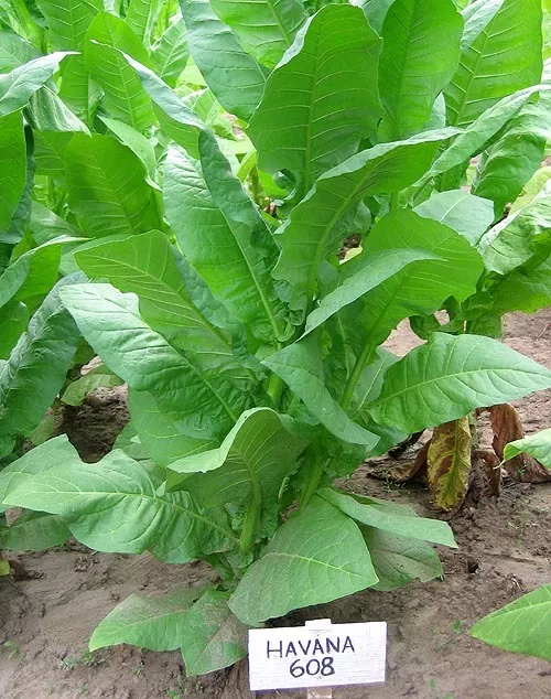 Havana 608 Tobacco