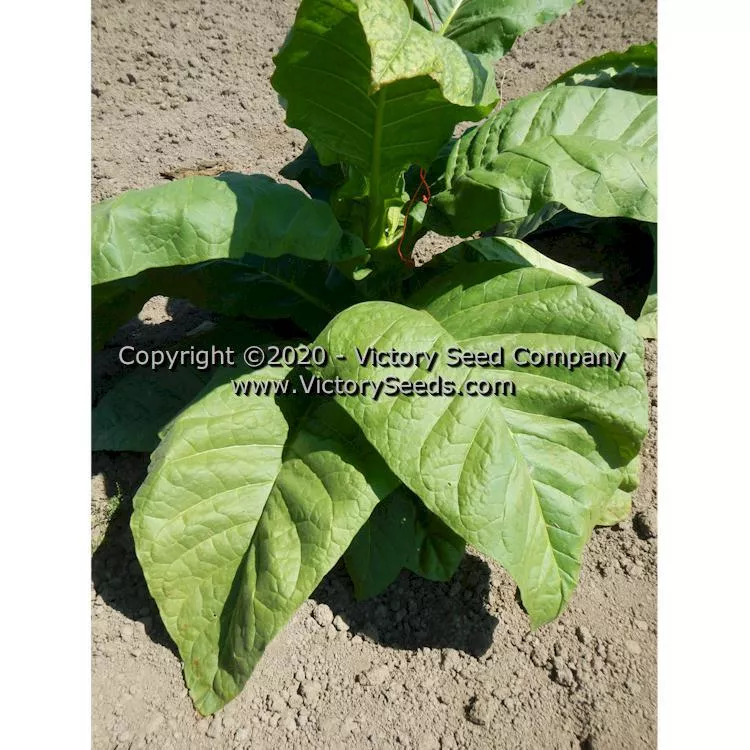 Virginia 509 Tobacco