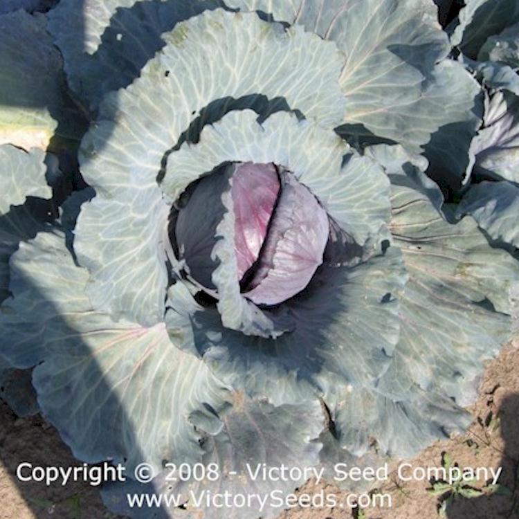Red Acre Cabbage