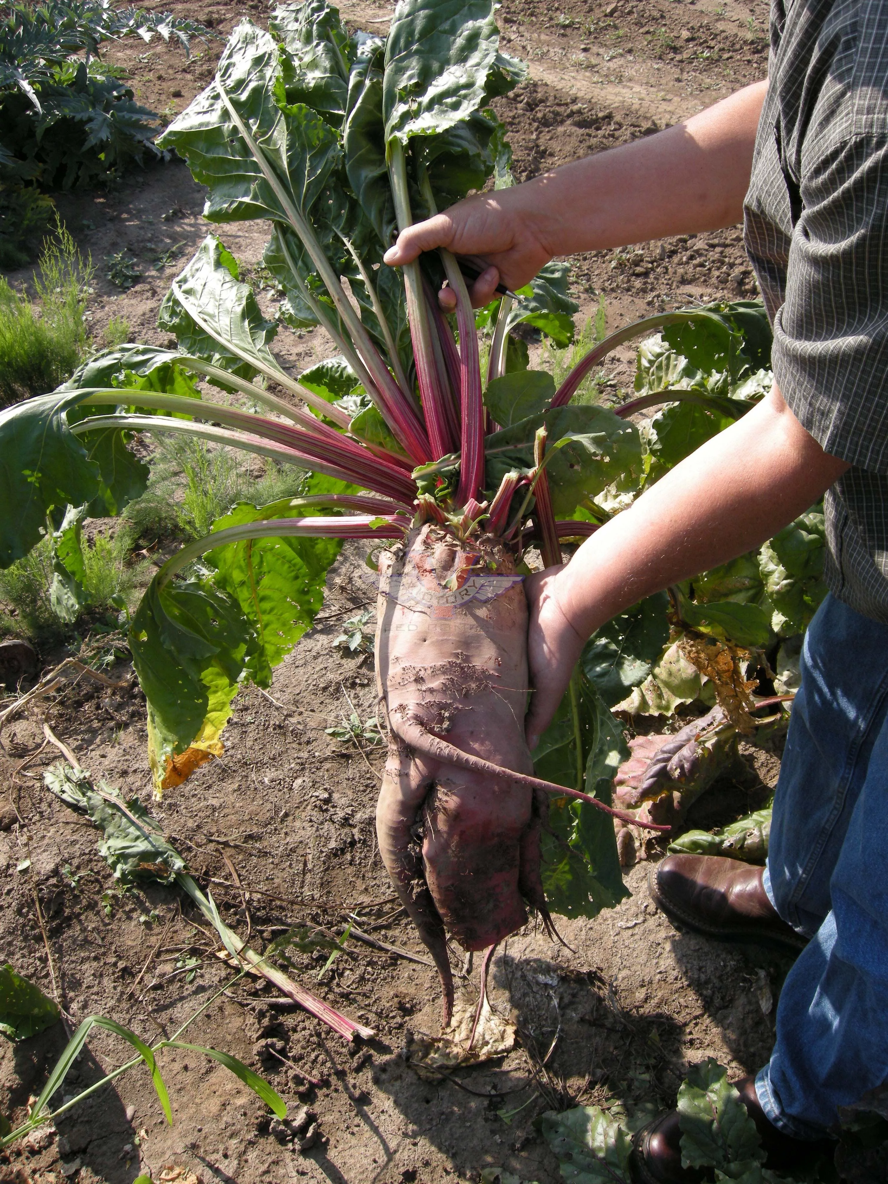Red Mammoth Fodder Beet
