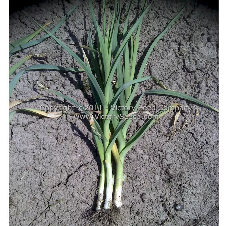 Musselburgh Leek