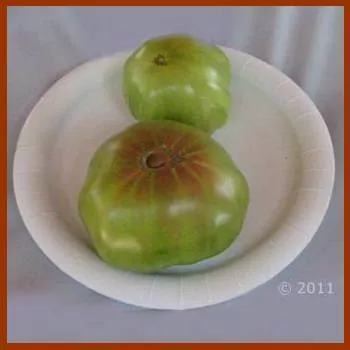Dwarf Emerald Giant Tomato